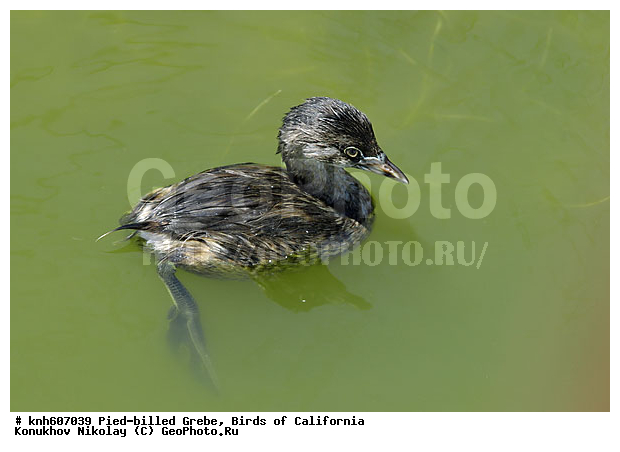 ����������, ������� ������������, �������, �����, ������� �����, ������� �����, ������ ������, ���, DONE, ����������, Podicipedidae, Podilymbus Podiceps, ���������� �������, ����� ������������ �������, ����������� �������, XYZ