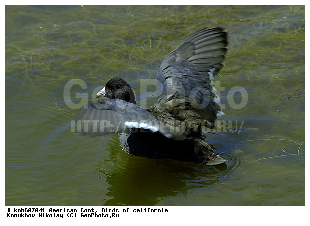 ������������ ������, ����������, ������, �����, �����, ������ ������, ���, DONE, �����������, Rallidae, Fulica americana, XYZ