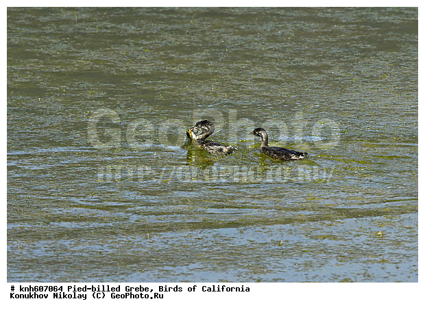 ����������, ������� ������������, �������, �����, ������� �����, ������� �����, ������ ������, ���, DONE, ����������, Podicipedidae, Podilymbus Podiceps, ���������� �������, ����� ������������ �������, ����������� �������, XYZ