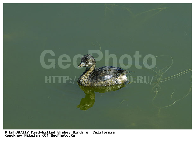 ����������, ������� ������������, �������, �����, ������� �����, ������� �����, ������ ������, ���, DONE, ����������, Podicipedidae, Podilymbus Podiceps, ���������� �������, ����� ������������ �������, ����������� �������, XYZ