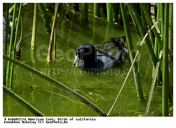 ������������ ������, ����������, ������, �����, �����, ������ ������, ���, DONE, �����������, Rallidae, Fulica americana, XYZ