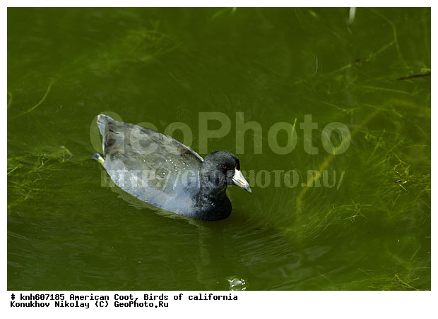 ������������ ������, ����������, ������, �����, �����, ������ ������, ���, DONE, �����������, Rallidae, Fulica americana, XYZ