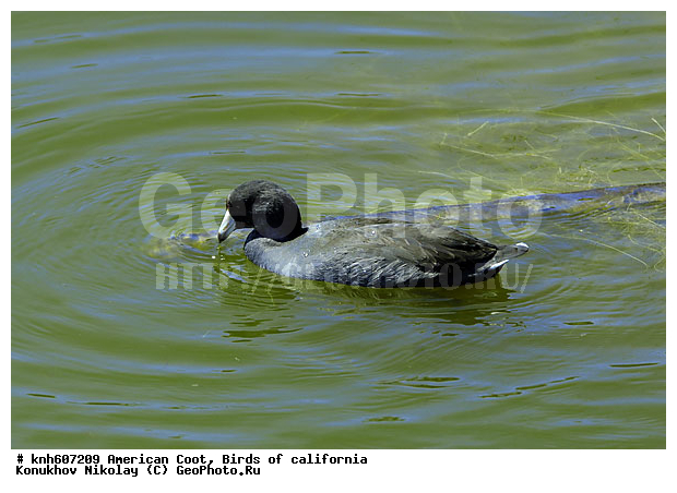 ������������ ������, ����������, ������, �����, �����, ������ ������, ���, DONE, �����������, Rallidae, Fulica americana, XYZ