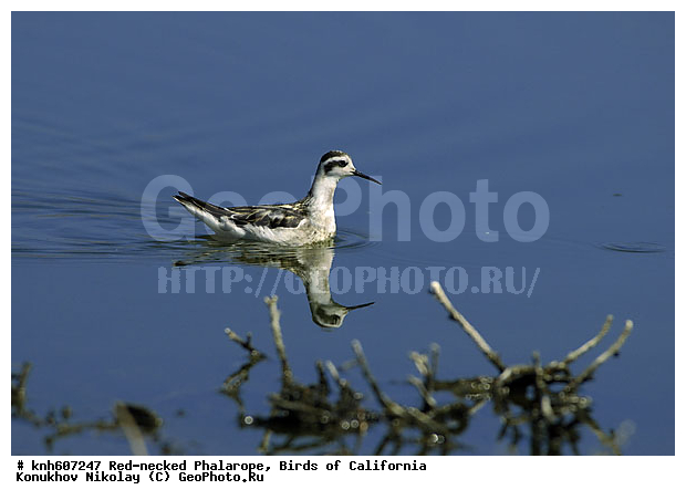 ����������, ����������� ���������, ���������, �����, �����, ������, ������ �����, ���, DONE, ���������, Scolopacidae Phalaropus lobatus, XYZ