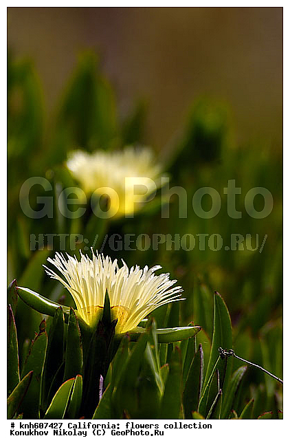 ������ ��������, �����, ��������,  ��������� ��������, ������� ��������,  ����������� ��������, ���������� ��������,  ������, �����, ���-��������, ����������, ����������� ���������, �������, ����������, Aizoaceae, DONE, Carpobrotus edulis, XYZ