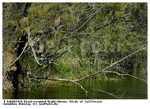 ����������, ������ �����, �����, �����, ����������, �����, ������ �����, ���, DONE, ��������, Ardeidae, ����������� ������, ������ �����, XYZ