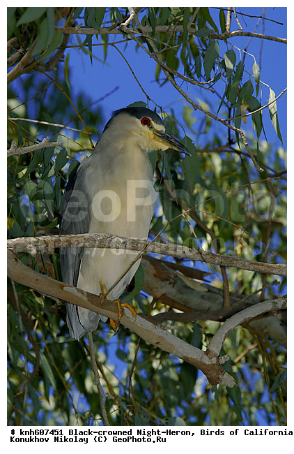 ����������, ������ �����, �����, �����, ����������, �����, ������ �����, ���, DONE, ��������, Ardeidae, ����������� ������, ������ �����, XYZ