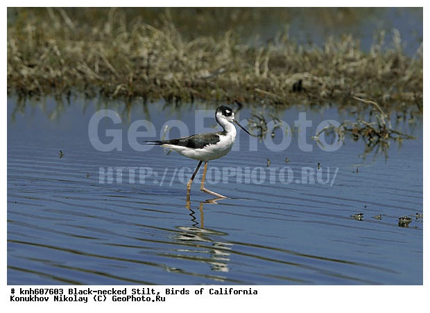 ����������, ������������ ����������, �����, ����������, �����, ������, ������ �����, ���, DONE, �������������, Recurvirostridae, Himantopus mexicanus, XYZ