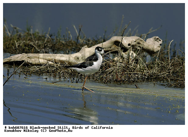 ����������, ������������ ����������, �����, ����������, �����, ������, ������ �����, ���, DONE, �������������, Recurvirostridae, Himantopus mexicanus, XYZ
