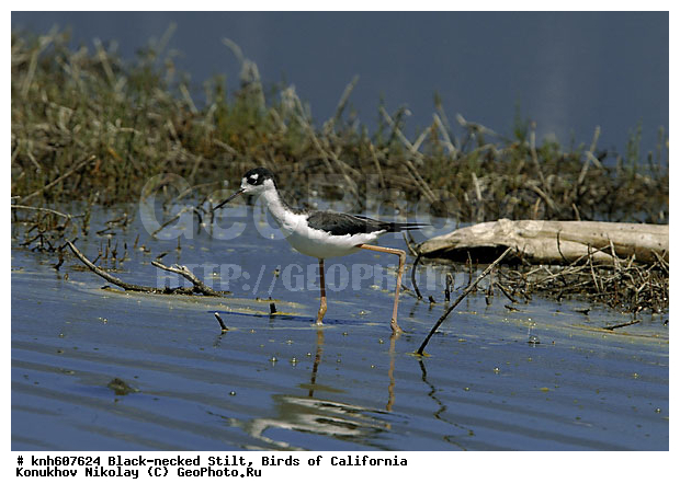 ����������, ������������ ����������, �����, ����������, �����, ������, ������ �����, ���, DONE, �������������, Recurvirostridae, Himantopus mexicanus, XYZ