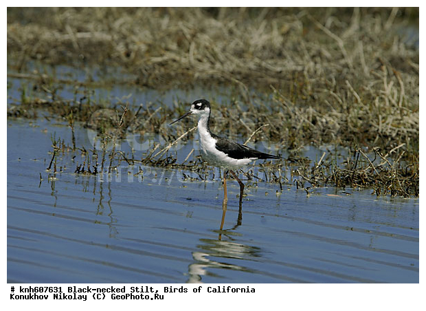 ����������, ������������ ����������, �����, ����������, �����, ������, ������ �����, ���, DONE, �������������, Recurvirostridae, Himantopus mexicanus, XYZ
