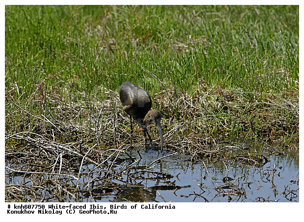 ����������, ������� ���������, ���������, �����, �����, ������ �����, ���, DONE, ��������, Threskiornithidae, Plegadis chihi, XYZ