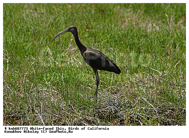 ����������, ������� ���������, ���������, �����, �����, ������ �����, ���, DONE, ��������, Threskiornithidae, Plegadis chihi, XYZ