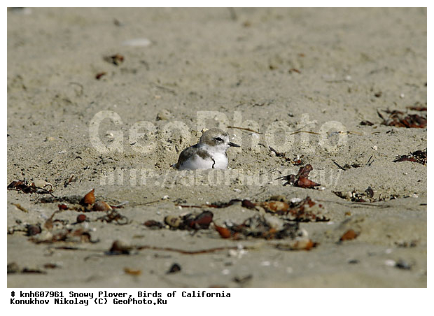 ����������, ������� ����, ����, �����, �����, ������, ������ ������, ���, DONE, ���������, Charadriidae, Charadrius alexandrinus, ������� ���, XYZ