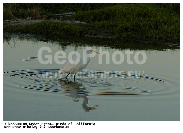 ������� ����� �����, ����������, �����, �����, �����, ������ ������, ���, DONE, ��������, Ardeidae, Ardea alba, XYZ