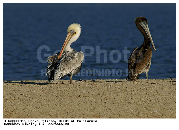 ������������ ����� �������, ����������, �������, �����, ������� �����, ������� �����, ������ ������, ���, DONE, �����������, Pelecanidae, Pelecanus occidentalis, ����� �������, XYZ