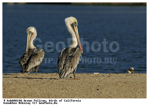 ������������ ����� �������, ����������, �������, �����, ������� �����, ������� �����, ������ ������, ���, DONE, �����������, Pelecanidae, Pelecanus occidentalis, ����� �������, XYZ