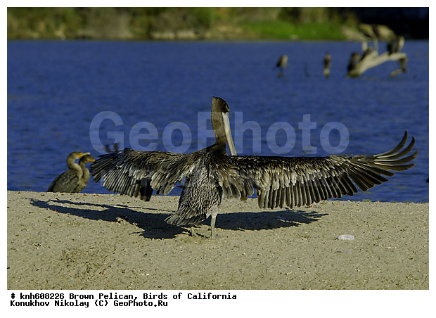 ������������ ����� �������, ����������, �������, �����, ������� �����, ������� �����, ������ ������, ���, DONE, �����������, Pelecanidae, Pelecanus occidentalis, ����� �������, XYZ