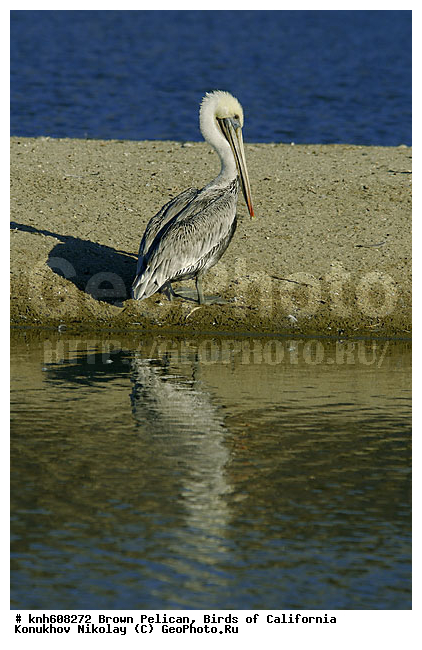 ������������ ����� �������, ����������, �������, �����, ������� �����, ������� �����, ������ ������, ���, DONE, �����������, Pelecanidae, Pelecanus occidentalis, ����� �������, XYZ