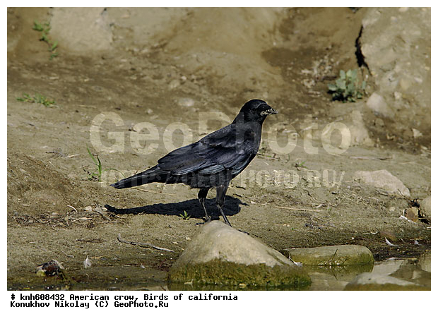 ������������ �����, ����������, �����, �����, �����, ������ ������, ���, DONE, ��������, ���������, Corvidae, ������������ ������, XYZ