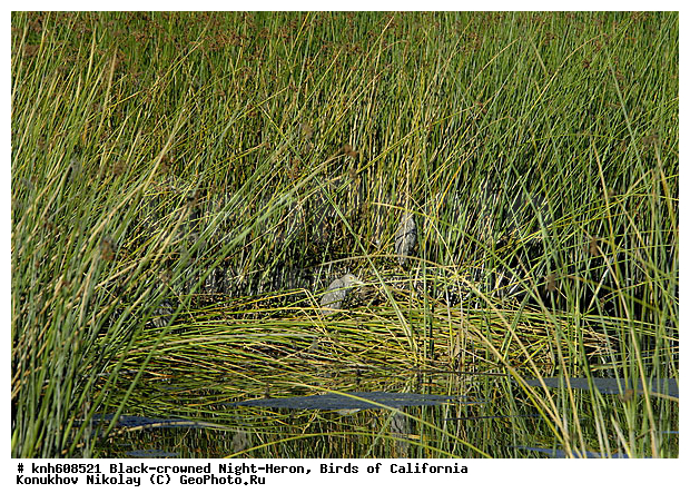 ����������, ������ �����, �����, �����, ����������, �����, ������ ������, ���, DONE, ��������, Ardeidae, ����������� ������, ������ �����, XYZ