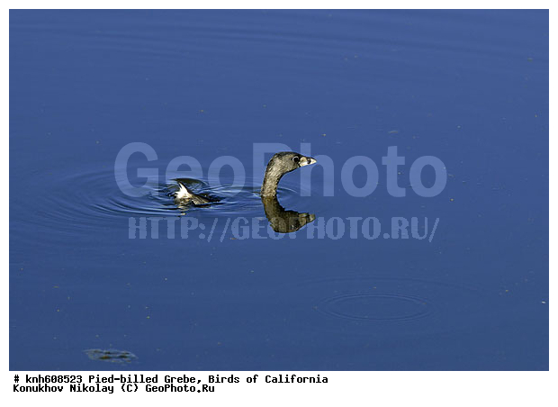 ����������, ������� ������������, �������, �����, ������� �����, ������� �����, ������ ������, ���, DONE, ����������, Podicipedidae, Podilymbus Podiceps, ���������� �������, ����� ������������ �������, ����������� �������, XYZ