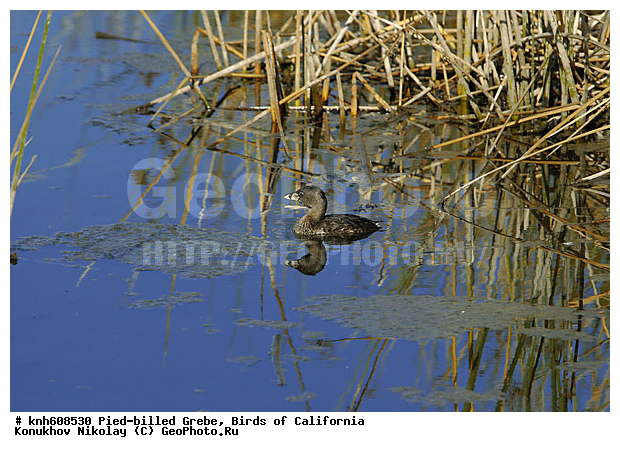 ����������, ������� ������������, �������, �����, ������� �����, ������� �����, ������ ������, ���, DONE, ����������, Podicipedidae, Podilymbus Podiceps, ���������� �������, ����� ������������ �������, ����������� �������, XYZ