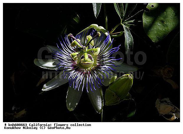 ������ ��������, �����, ��������,  ��������� ��������, ���������,  ����������� ��������, ���������� ��������,  ������, �����, ���-��������, ����������, ������������ ���, ������, DONE, ��������������, Passifloraceae, Passiflora caerulea, ������ ��������,��������, �����, ����������� �������, ����������� ������, ���������� �������, XYZ