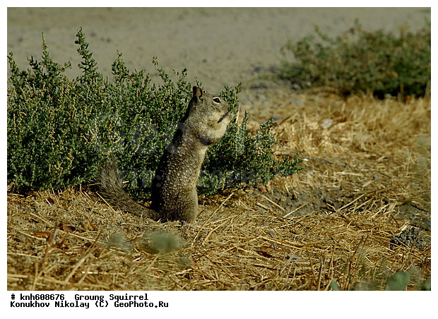 �������������, �����, �����, ����������, ���, DONE, �������, Sciuridae, �������������� ������, Spermophilus beecheyi, Otospermophilus beecheyi, XYZ