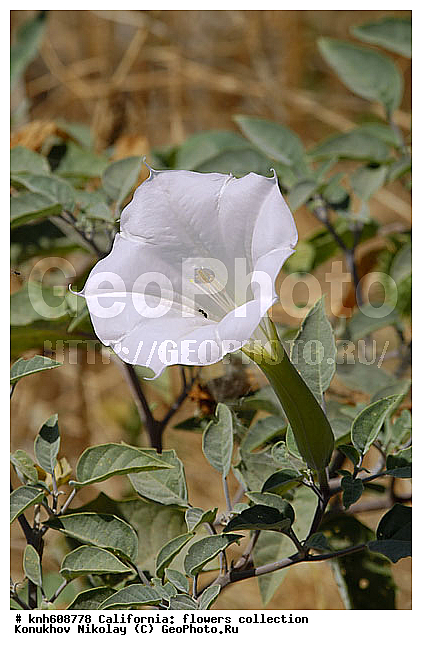 ������ ��������, �����, ��������,  ��������� ��������, ������� ��������,  ����������� ��������, ���������� ��������,  ������, �����, ���-��������, ����������, ������ ���������, ������ �����, ���������, Solanaceae, DONE, Datura wrightii, XYZ