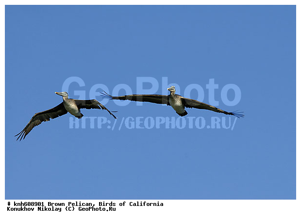 ������������ ����� �������, ����������, �������, �����, ������� �����, ������� �����, ������ ������, ���, DONE, �����������, Pelecanidae, Pelecanus occidentalis, ����� �������, XYZ