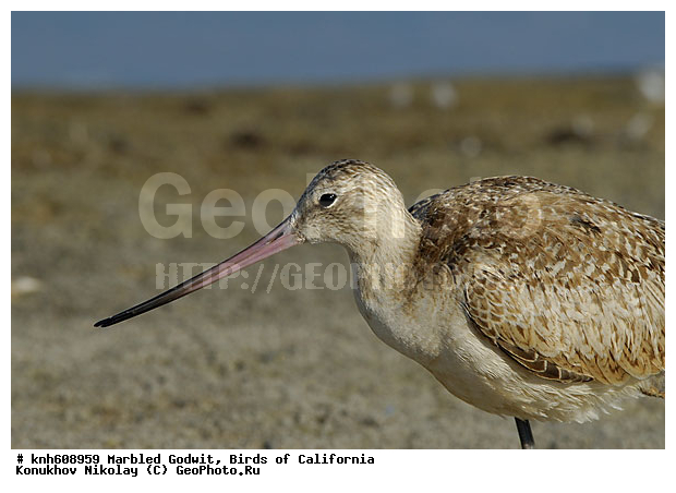 ����������, ��������� ����������, ����������, �����, �����, ������, ������ ������, ���, DONE, ���������, Scolopacidae, Limosa fedoa, ��������� ����������, XYZ