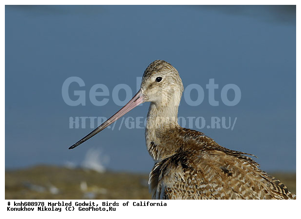 ����������, ��������� ����������, ����������, �����, �����, ������, ������ ������, ���, DONE, ���������, Scolopacidae, Limosa fedoa, ��������� ����������, XYZ