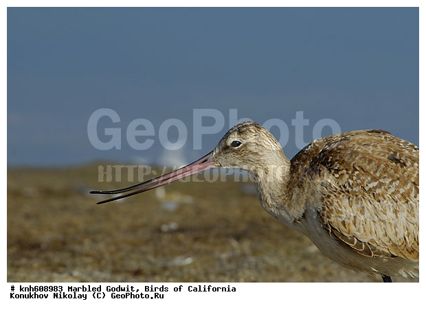 ����������, ��������� ����������, ����������, �����, �����, ������, ������ ������, ���, DONE, ���������, Scolopacidae, Limosa fedoa, ��������� ����������, XYZ