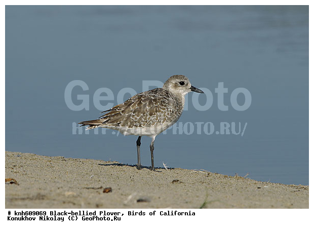 ����������, �����, �����, �����, ������, ������ ������, ���, DONE, ���������, Charadriidae, �����, Pluvialis squatarola, XYZ