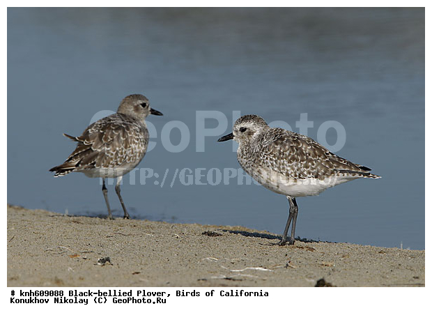 ����������, �����, �����, �����, ������, ������ ������, ���, DONE, ���������, Charadriidae, �����, Pluvialis squatarola, XYZ