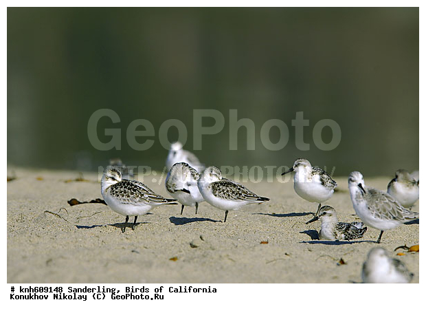 ����������, ��������, �����, �����, ������, ������ ������, ���, DONE, ���������, Scolopacidae, Calidris alba, XYZ