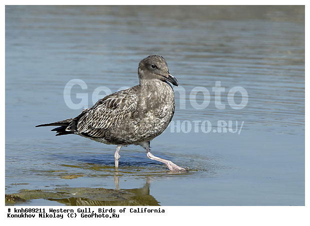 �������� �����, ����������, �����, �����, ������� �����, ������� �����, ������ ������, ���, DONE, ��������, Laridae, Larus occidentalis, XYZ