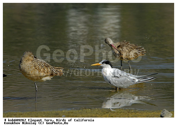 ����������, ���������� ������, ������, �����, ������� �����, ������� �����, ������ ����� ����, ���, DONE, ���������, Sternidae, Sterna elegans, Thalasseus elegans, XYZ