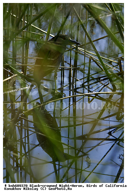 ����������, ������ �����, �����, �����, ����������, �����, ������ �����, ���, DONE, ��������, Ardeidae, ����������� ������, ������ �����, XYZ