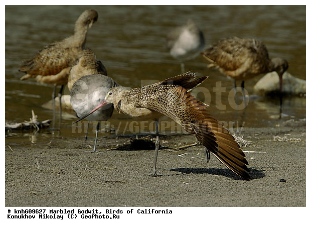 ����������, ��������� ����������, ����������, �����, �����, ������, ������ ������, ���, DONE, ���������, Scolopacidae, Limosa fedoa, ��������� ����������, XYZ