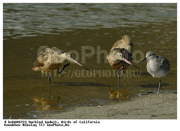 ����������, ��������� ����������, ����������, �����, �����, ������, ������ ������, ���, DONE, ���������, Scolopacidae, Limosa fedoa, ��������� ����������, XYZ