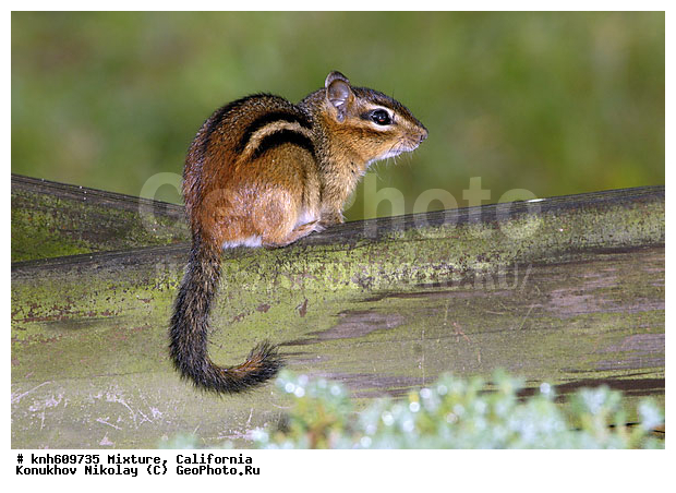 ����������, ������, XYZ