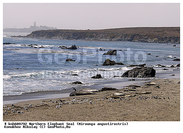 �������������, �����, �����, ����������, ���, DONE, ��������� ������, Phocidae, �������� ������� ����, Mirounga angustirostris, XYZ