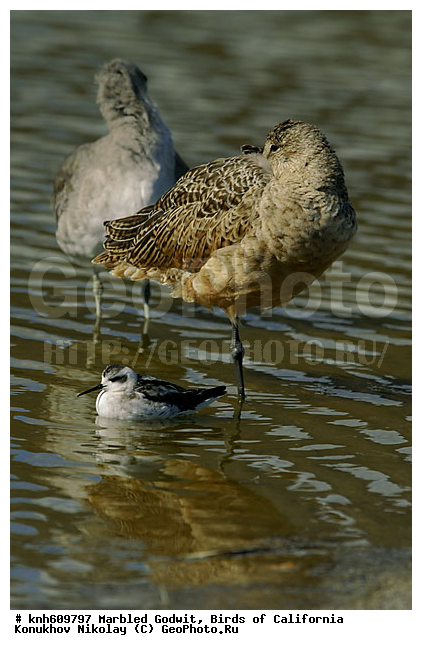 ����������, ��������� ����������, ����������, �����, �����, ������, ������ ������, ���, DONE, ���������, Scolopacidae, Limosa fedoa, ��������� ����������, XYZ