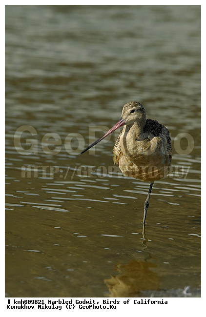 ����������, ��������� ����������, ����������, �����, �����, ������, ������ ������, ���, DONE, ���������, Scolopacidae, Limosa fedoa, ��������� ����������, XYZ