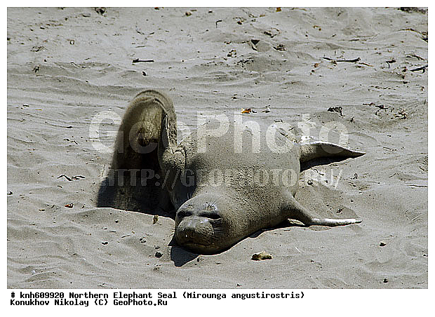 �������������, �����, �����, ����������, ���, DONE, ��������� ������, Phocidae, �������� ������� ����, Mirounga angustirostris, XYZ