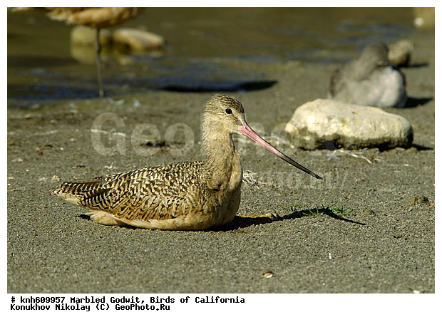 ����������, ��������� ����������, ����������, �����, �����, ������, ������ ������, ���, DONE, ���������, Scolopacidae, Limosa fedoa, ��������� ����������, XYZ