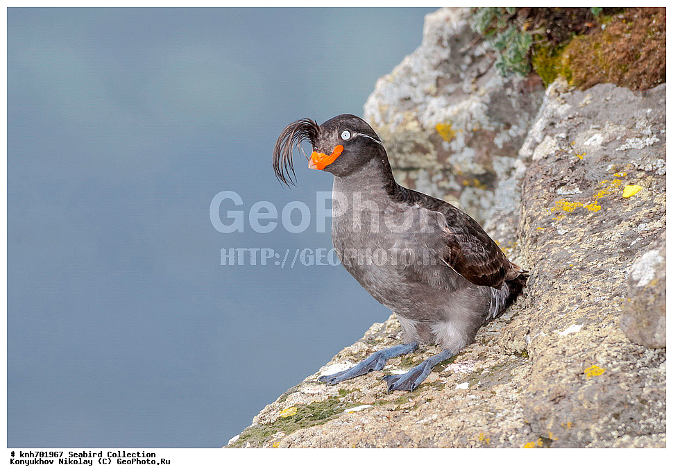 ����������� ������� ��������, ������, ���, ����� �����, ��������� ����, ������� ���������, ������ ������� �������, ��������, ��������, ��������, �����������, ������� �����, ������� �����, �����, �����, DONE, ����������, Alcidae, ������� ������, Aethia cristatella, XYZ