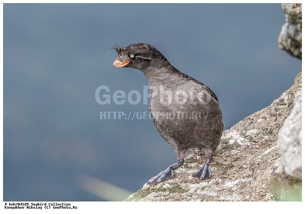 ����������� ������� ��������, ������, ���, ����� �����, ��������� ����, ������� ���������, ������ ������� �������, ��������, ��������, ��������, �����������, ������� �����, ������� �����, �����, �����, DONE, ����������, Alcidae, ������� ������, Aethia cristatella, XYZ